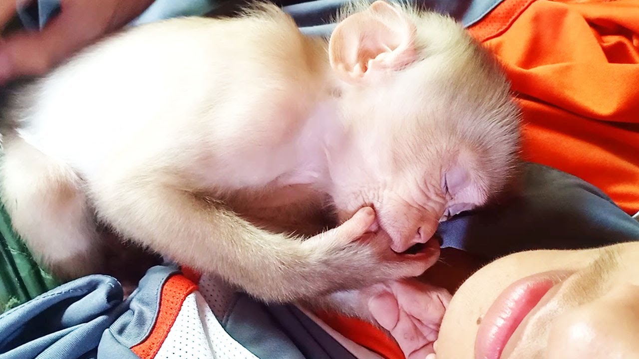 Oh Cute Boy! Baby Monkey Abbey So Tired After Playing Around & Fell Asleep On Brother