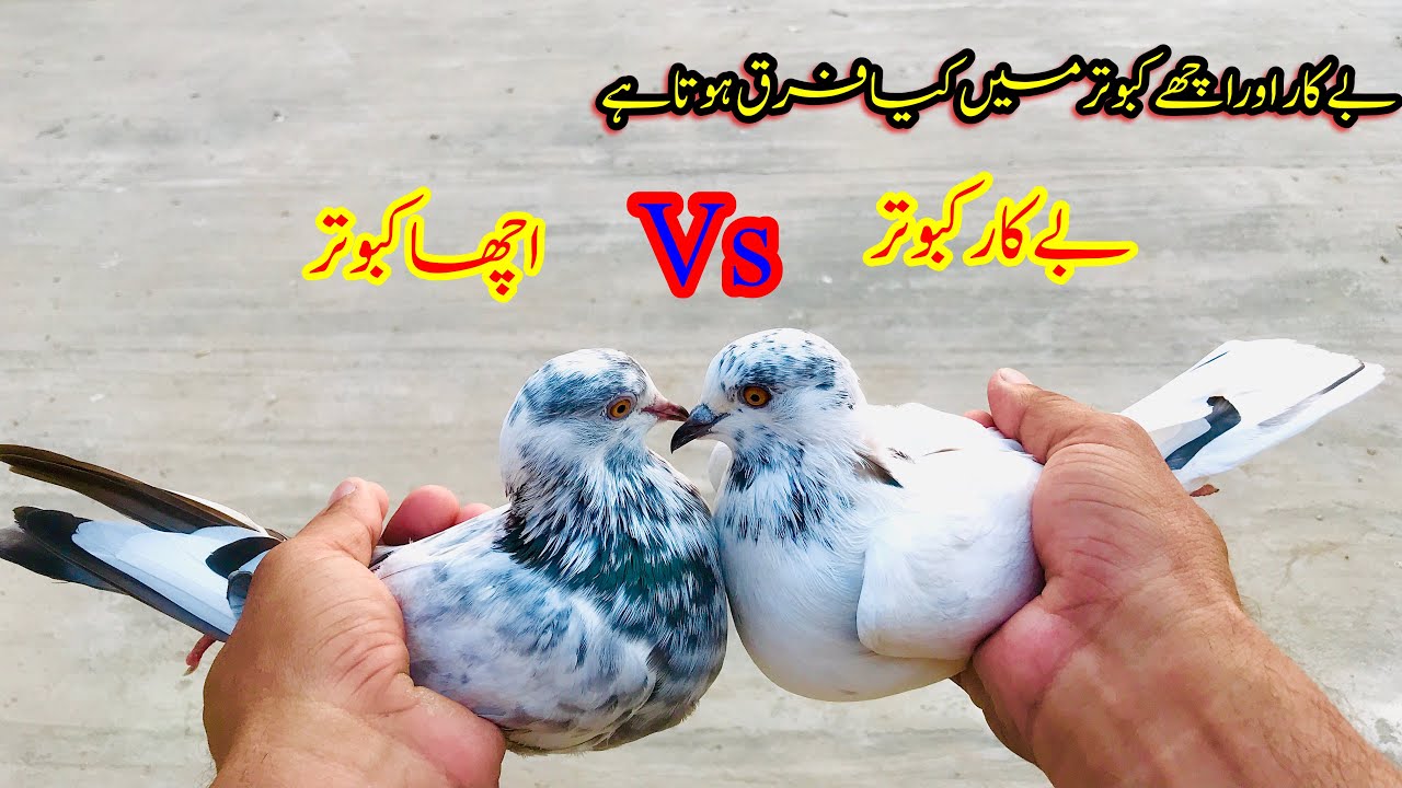 Achy Aur Thapy Kabootar Main Frak || Achay Kabootar Ki Pehchan Kesay Kry || Afzaal Pigeons