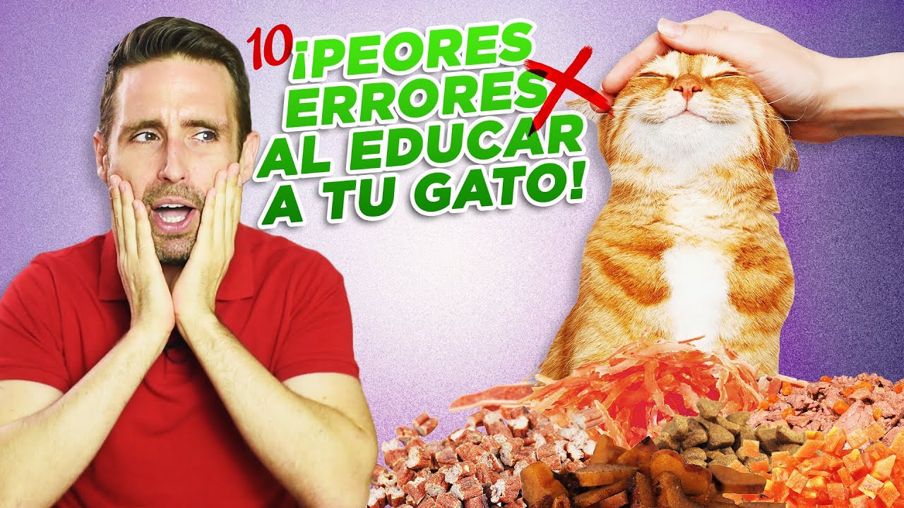 Los 10 ERRORES MÁS COMUNES AL EDUCAR A TU GATO 🙀 | Cómo enseñar cosas a tu gato correctamente