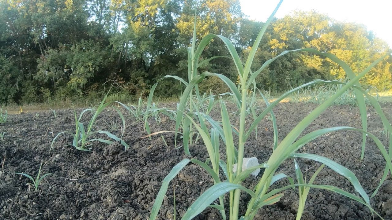 Tips For Controlling Johnsongrass On Your Farm
