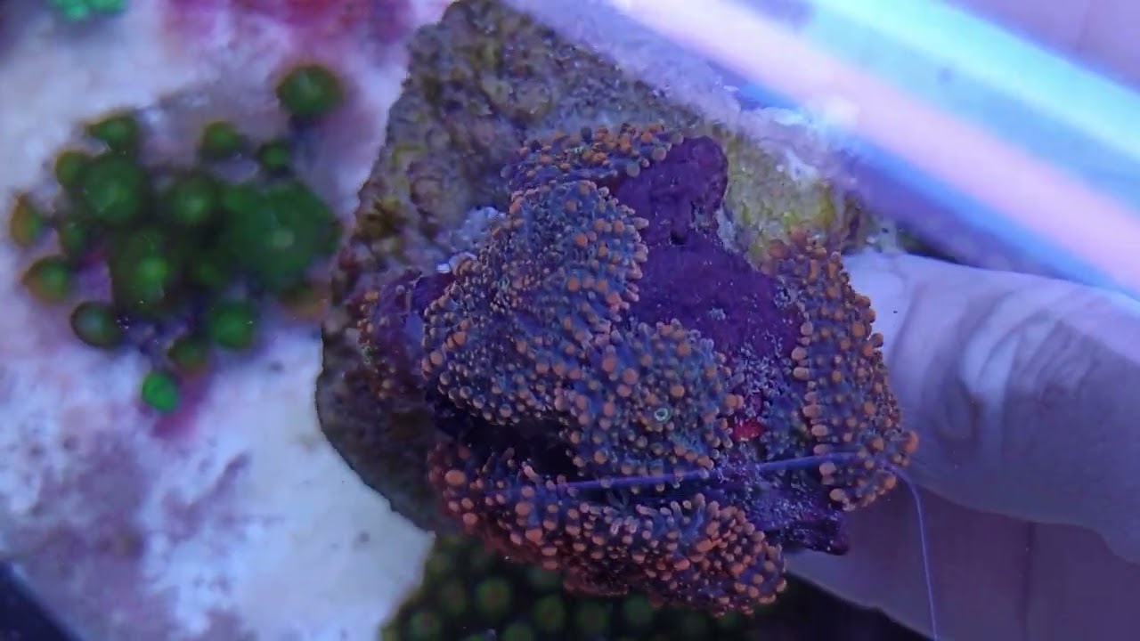 Ricordea Orange  5 unidades coral gandalf