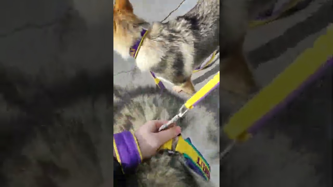 Мои умняшки #волк #маламут #влчак