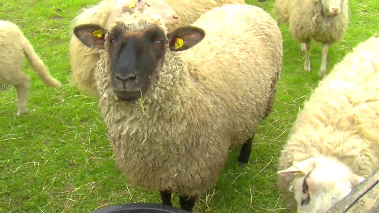 Schafe lustig b&auml;&auml;&auml;hhh Bauernhofger&auml;usche - Schaf, Lamm, Schafbock, die ganze Meute