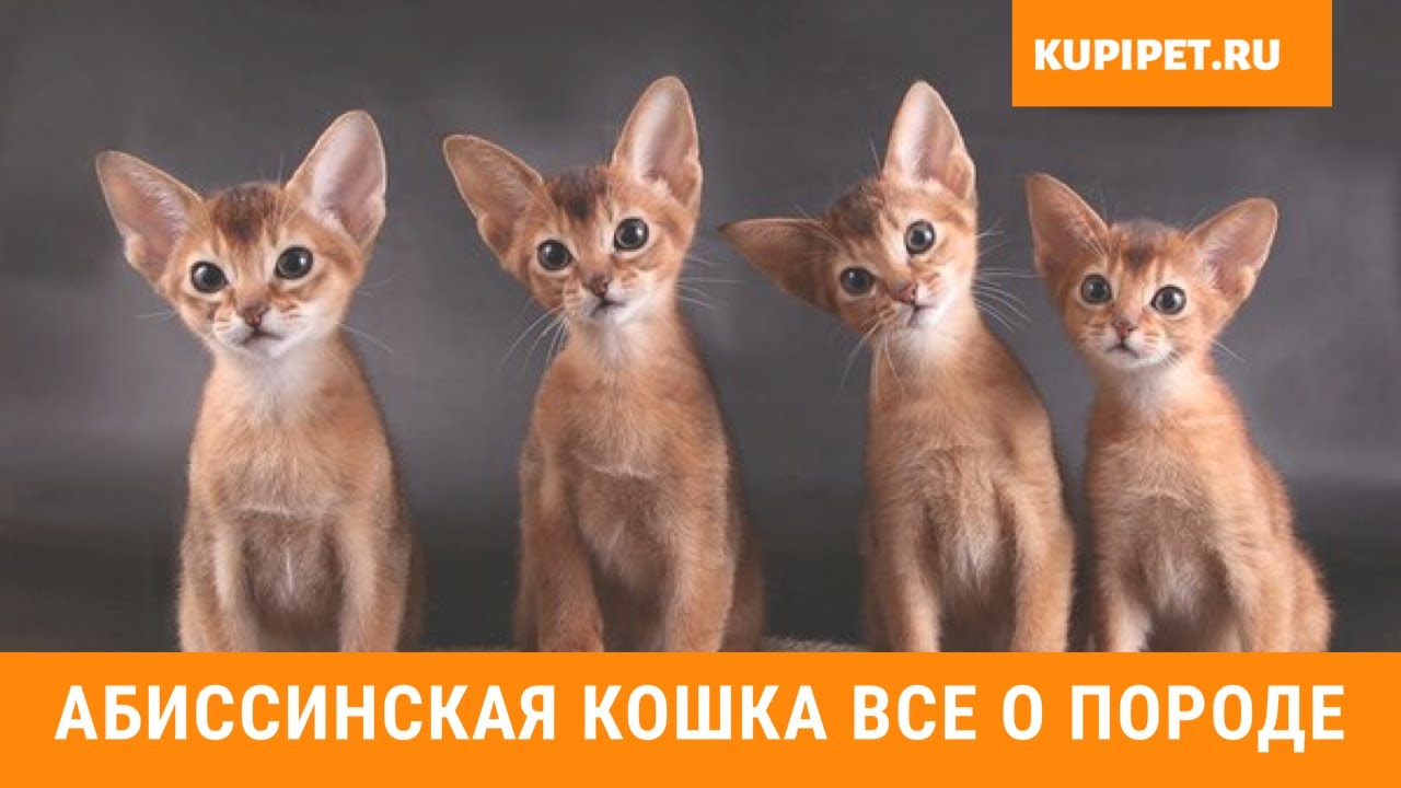 АБИССИНСКАЯ КОШКА. ВСЕ О ПОРОДЕ. ИНТЕРЕСНЫЕ ФАКТЫ