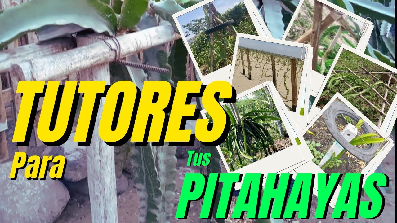😯😯TUTORES para PITAHAYAS🐉🐉 #tutores #dragonfruit #pitayas #jardin #pitahaya #tropicalfruit #plantas