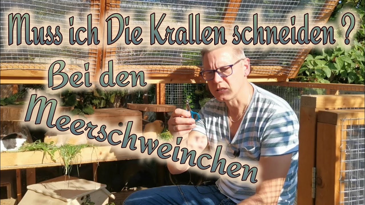 Brauchen Meerschweinchen eine Maniküre ? / Krallen schneiden bei Meerschweinchen im Außengehege