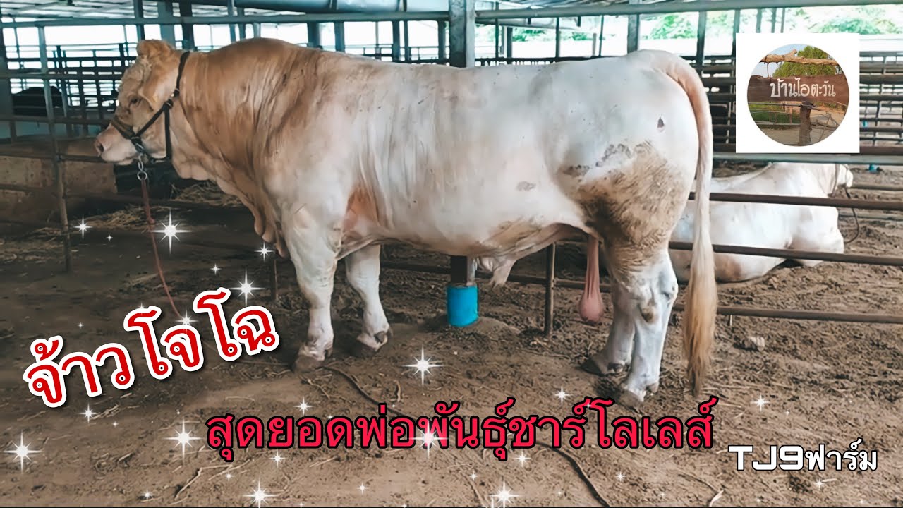 จ้าวโจโฉสุดยอดพ่อพันธุ์ชาร์โลเลส์อีกตัวของTJ9ฟาร์ม
