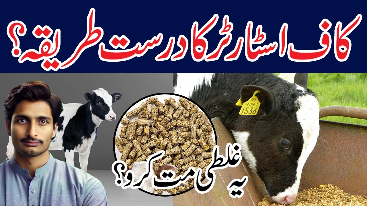 Calf growth ke liye ye galti mat karo