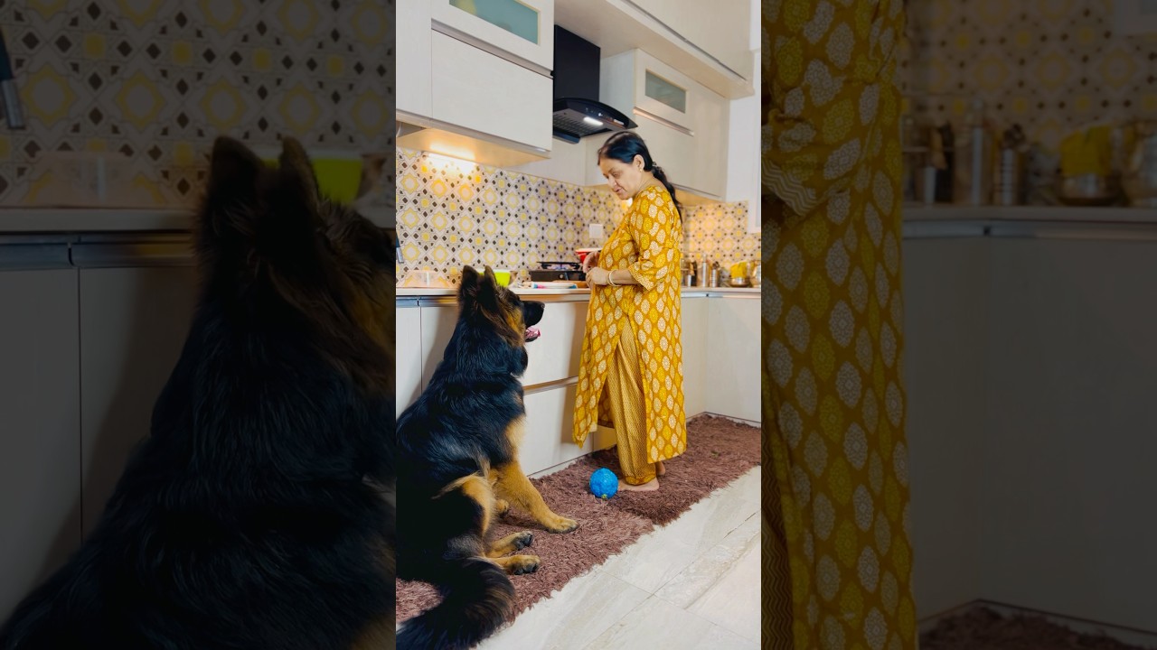 🔥 German Shepherd Badshah&rsquo;s Emotional Bond with Mummy 🐶❤️ | Must Watch! #dogshorts #GSD