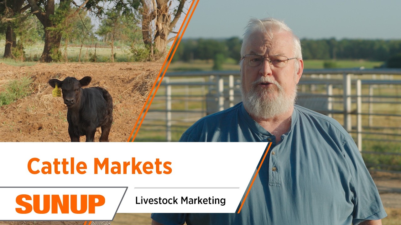 Cattle Markets React to Mexico Border News | Livestock Marketing