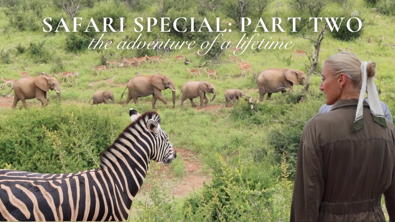 THE ROYAL MADIKWE LUXURY AFRICAN SAFARI | INCHES FROM A PRIDE OF LIONS & WITNESS THE CIRLCE OF LIFE!