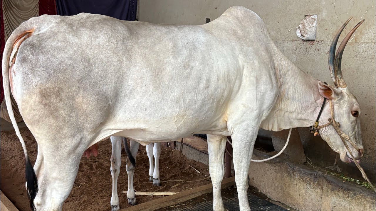 Very big hallikar cow belongs to rahul