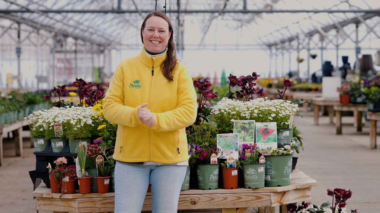 PETITTI | Plant Spring Ephemeral Perennials for Early Season Blooms