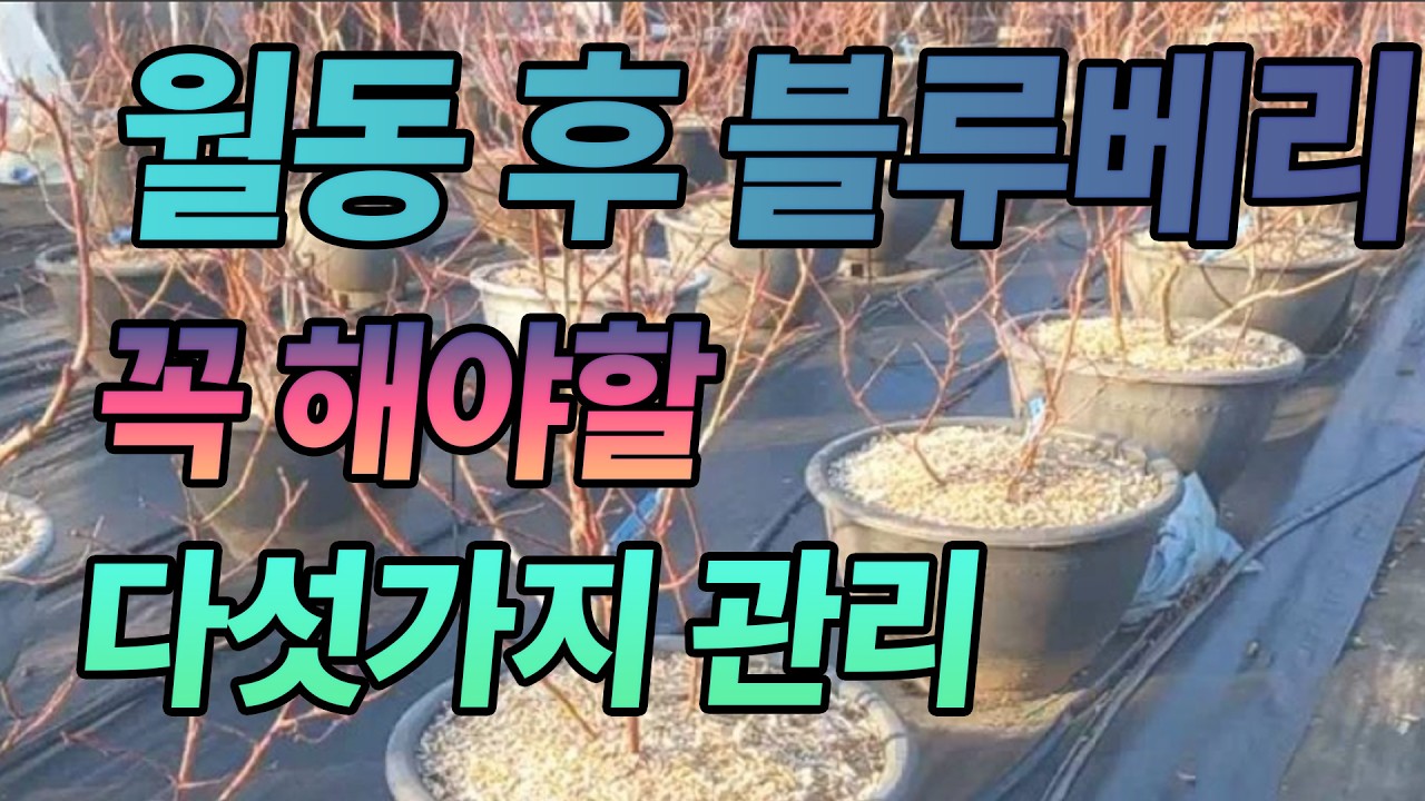월동이 끝난 블루베리, 꼭 해야할 다섯가지 관리 #블루베리 #블루베리전정 #웃거름 #블루베리웃거름 #블루베리방제 #월동방제