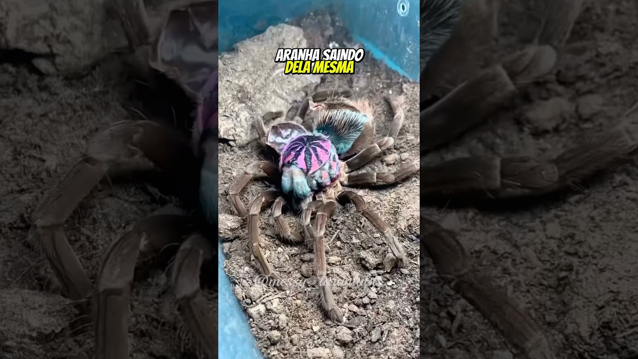 UMA ARANHA SAINDO DE DENTRO DELA MESMA? IA OU REAL? | wildboppre 