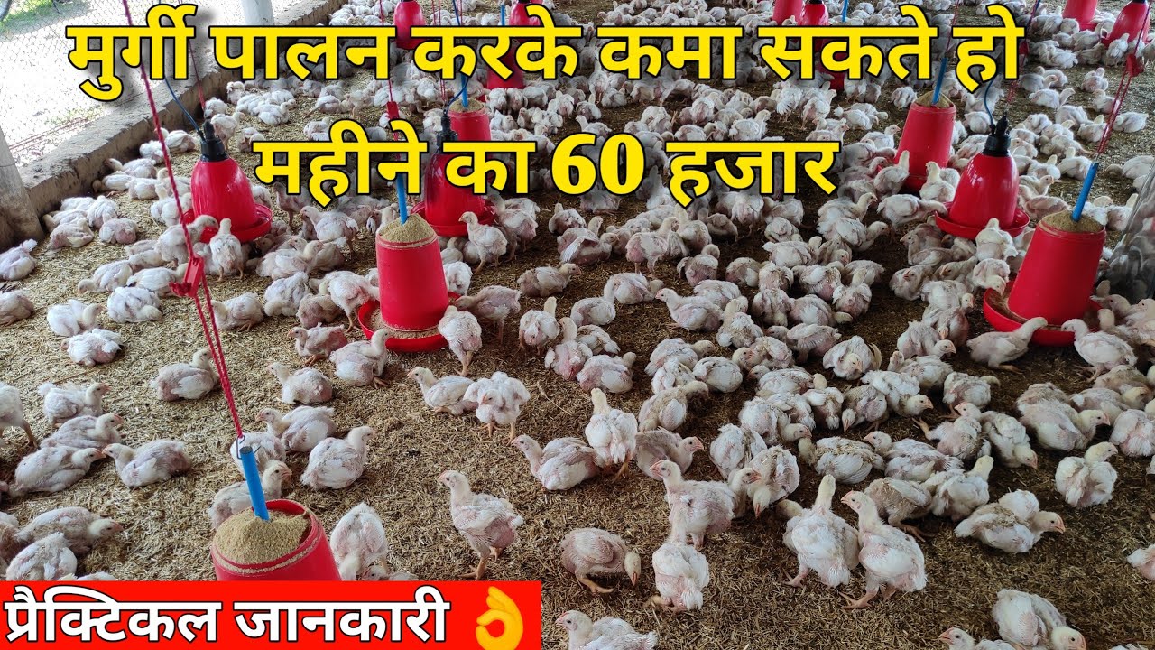 मुर्गी पालन कैसे शुरु करे/ how to start poultry farm
