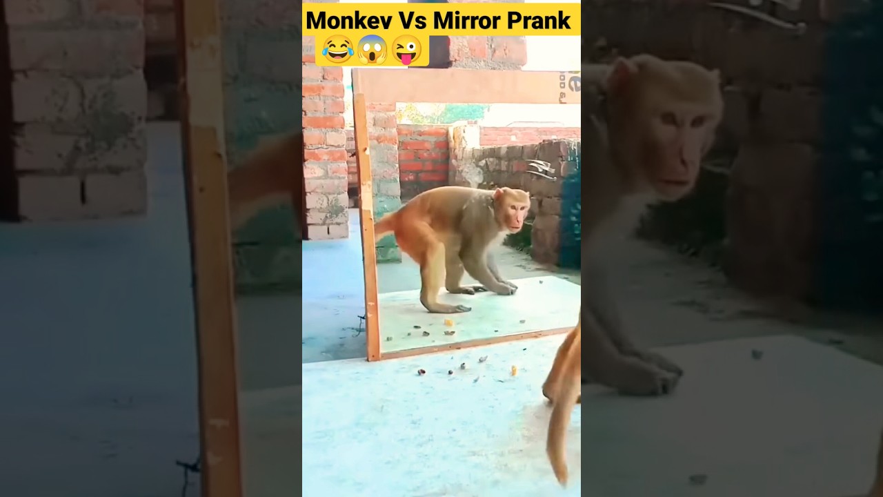 Monkey Vs Mirror Prank Video 🤣#shorts #ytshorts #shortsviral