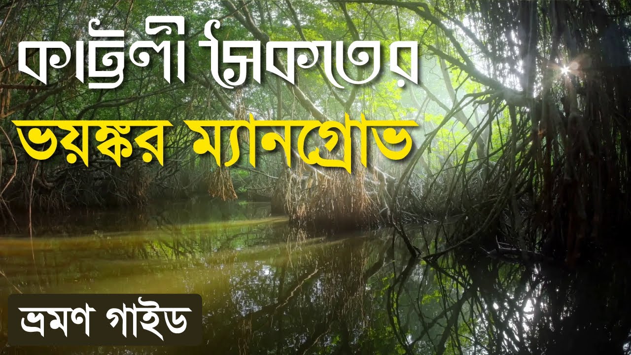 কাট্টলী সৈকতের ভয়ঙ্কর ম্যানগ্রোভ বন | কাট্টলী সমুদ্র সৈকত | Kattoli Sea Beach Mangrove Forest | Ctg