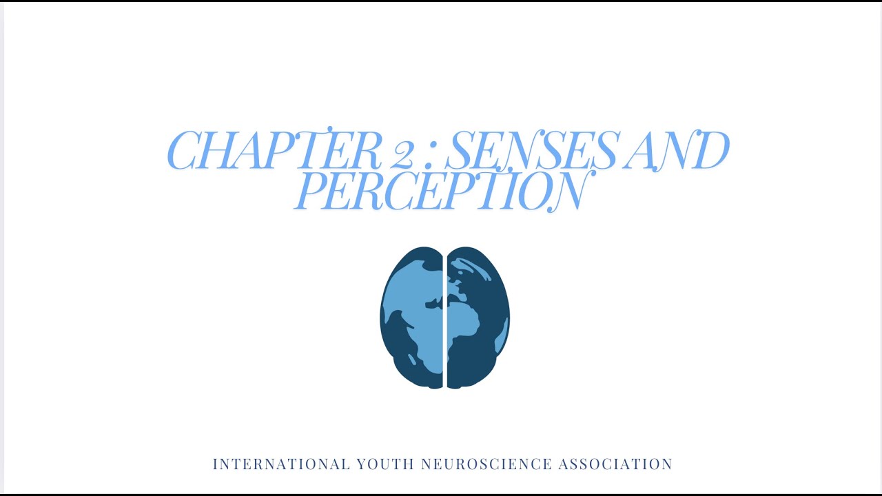 Chapter 2: Senses and Perception | The Brain Bee Series