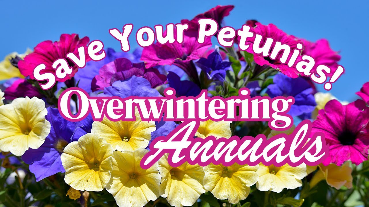 🌸 Save Your Petunias Before Winter! 🌸 Over Wintering Annual Flowers