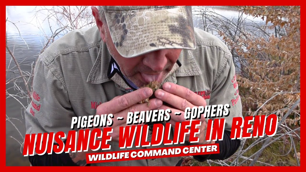 What Does Beaver Poop Taste Like 😆 | Wildlife Command Center