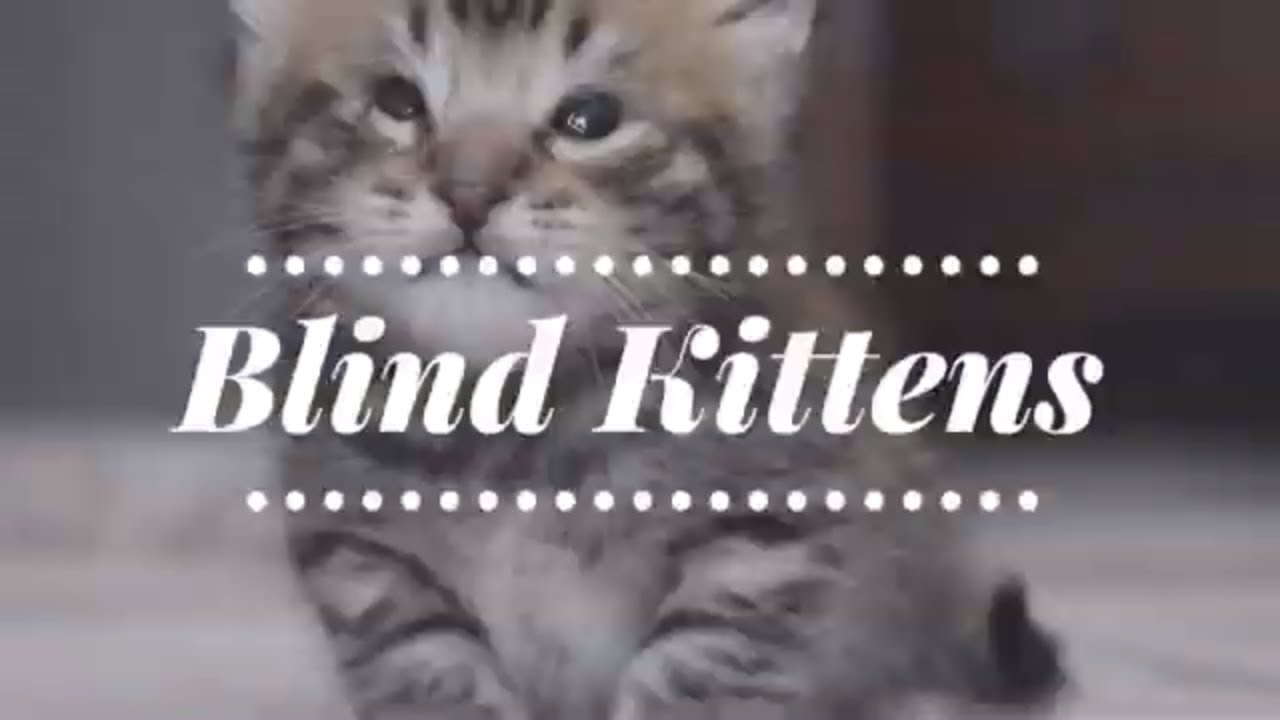 Fostering Blind Kittens