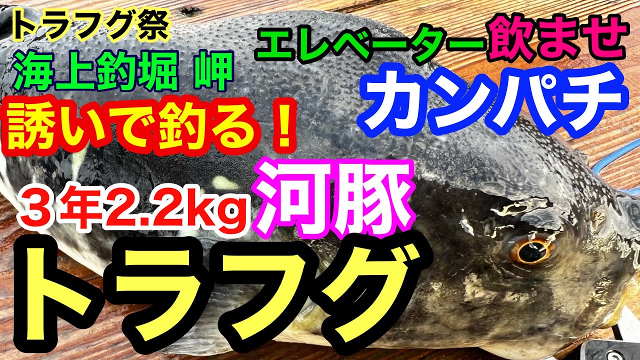 【海上釣堀 岬】トラフグ攻略＆一撃青物ノマセ