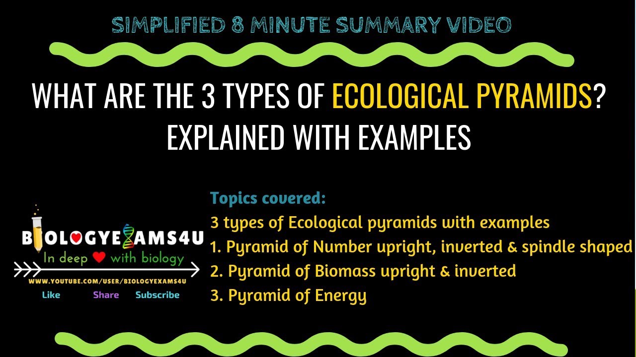 What are the 3 types of Ecological Pyramids? Explained with example.