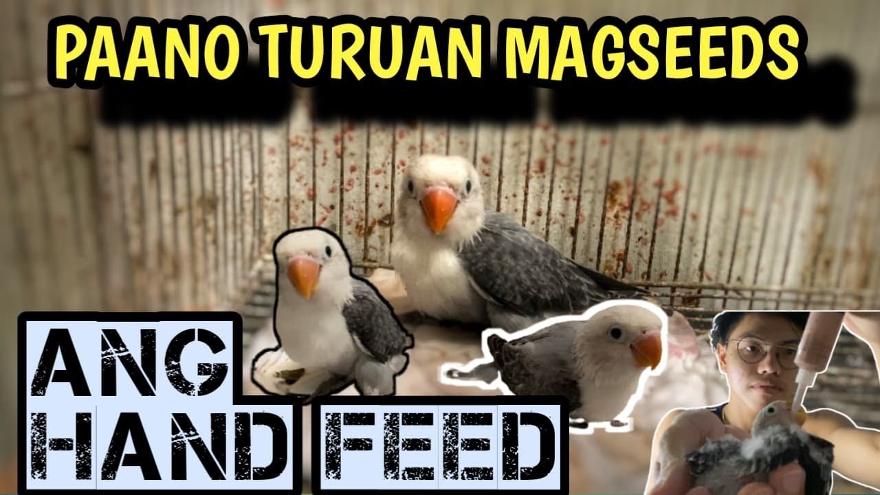 PAANO TURUAN KUMAIN NG SEEDS ANG HANDFEED NA IBON | HANDFEED SEED EATER | lovebirds - VLOG 53