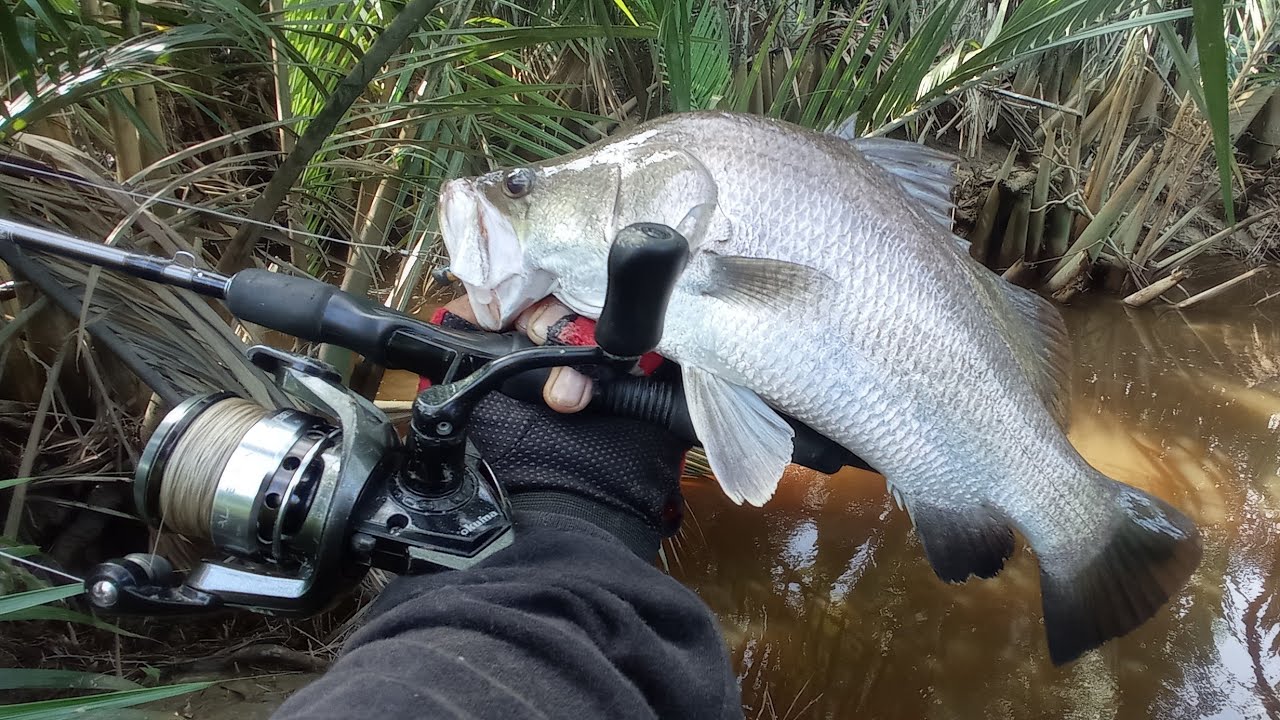 CASTING PAKAI UMPAN SOFT LURE BARRAMUNDI LANGSUNG NYAMBAR @WAIKI58