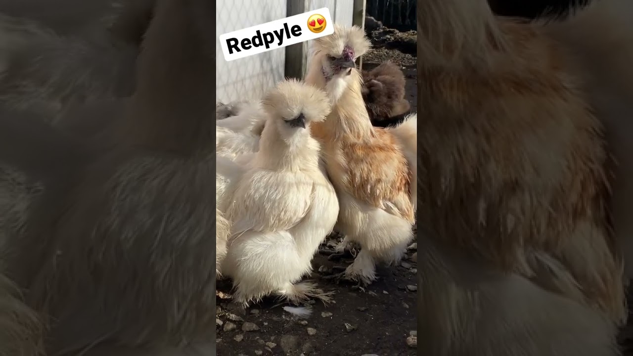 Redpyle silkies 😍