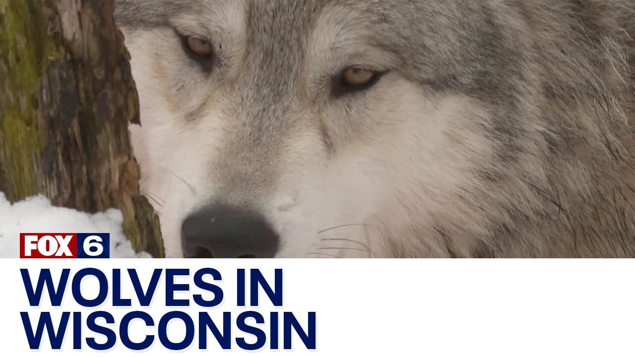 Wolves in Wisconsin | FOX6 News Milwaukee