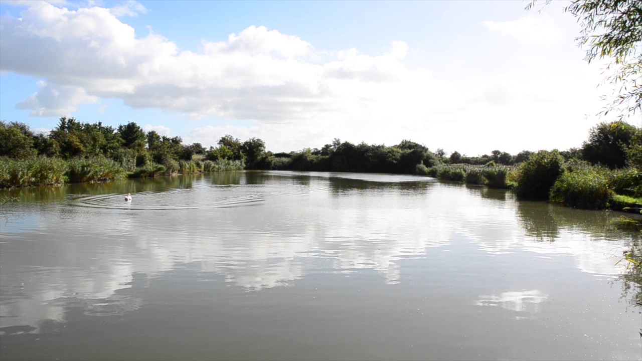 PAWLETT PONDS, PAWLETT, BRIDGWATER, SOMERSET