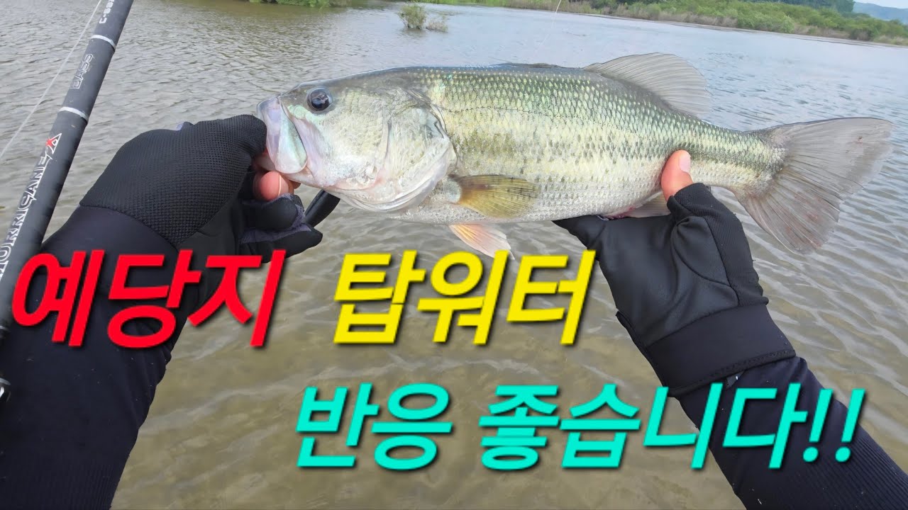 여름낚시는 탑워터!!! 믿음의 저수지 #탑워터 #배스 #예당지 #7월배스