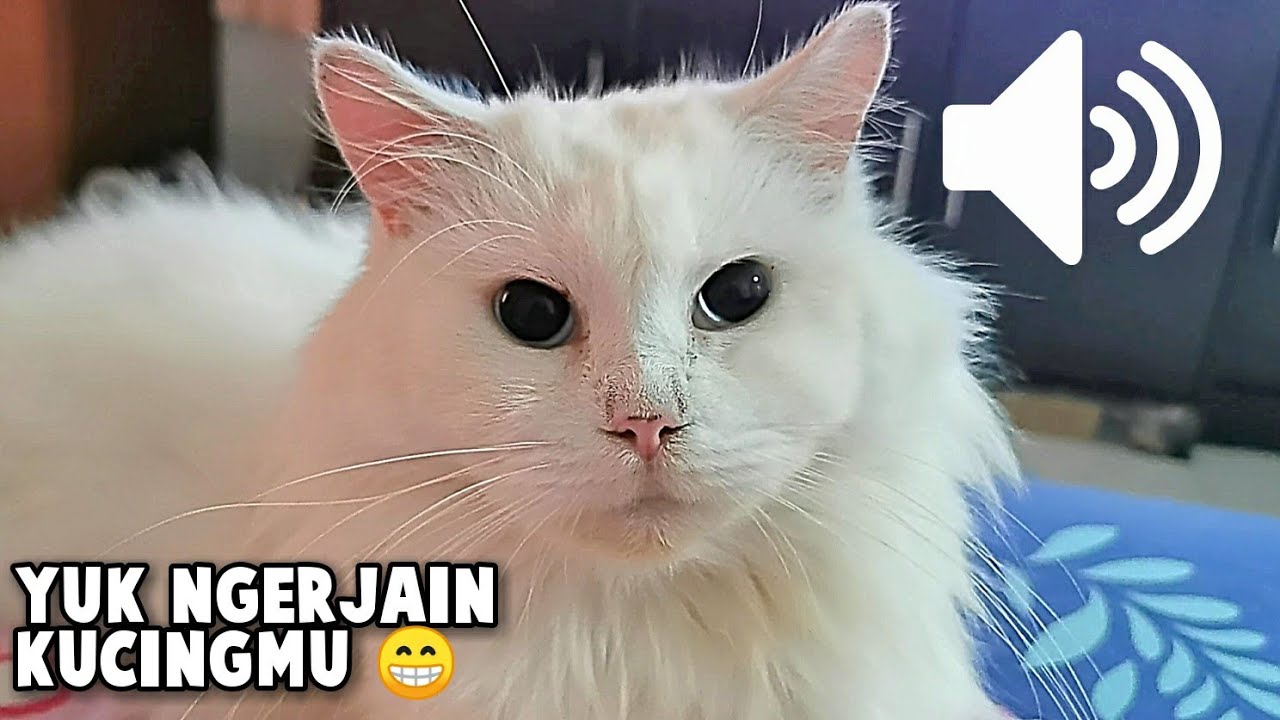 Suara Kucing Betina Birahi - Yuk Ngerjain Kucing/Anjingmu - KOMPILASI HD