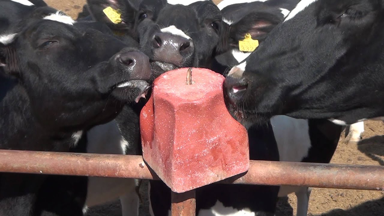 Royal ilac Yalama blok blogu tasi yem katkı ilavesi feed additive salt licks