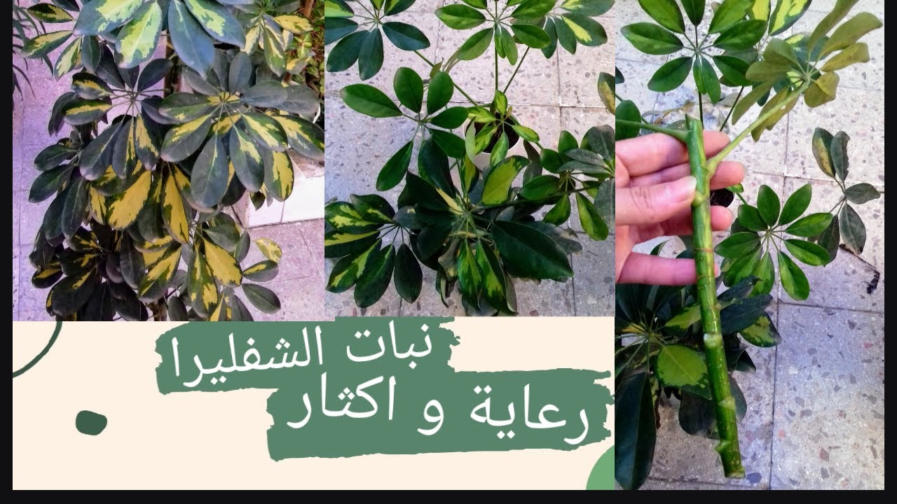 العناية بنبات الشفليرا #طرق التكاثر والرعاية و الاهتمام# schefflera care end propagation