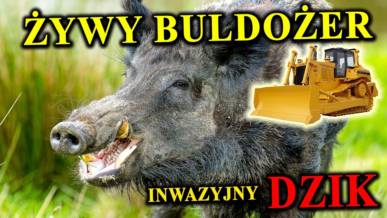 Siła, Kły, Inteligencja - DZIK - Postrach Lasu, Koszmar Rolników