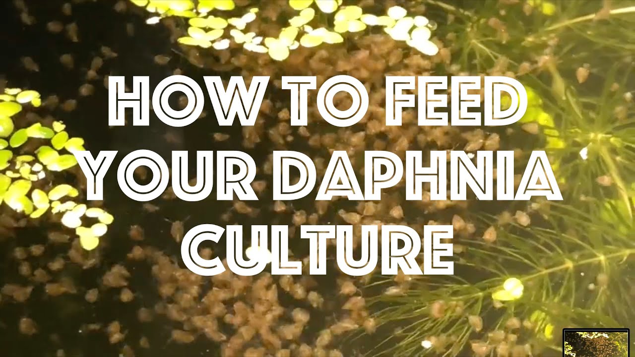 How To Feed Your Daphnia Culture