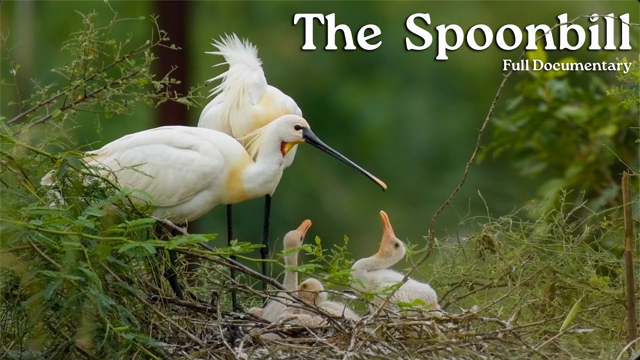 Will the Spoonbill Chick's survive? | Bird Documentary