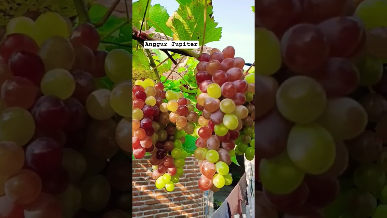 ANGGUR JUPITER 60 HSP. #kebunanggur #fruit #grape #garden