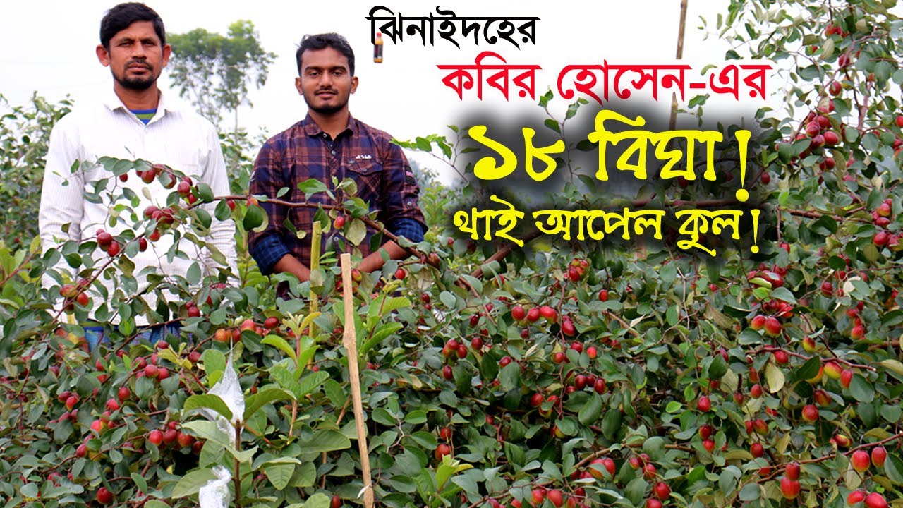 ঝিনাইদহের কবির হোসেন এর ১৮ বিঘা থাই আপেল কুল | উদ্যোক্তার খোঁজে