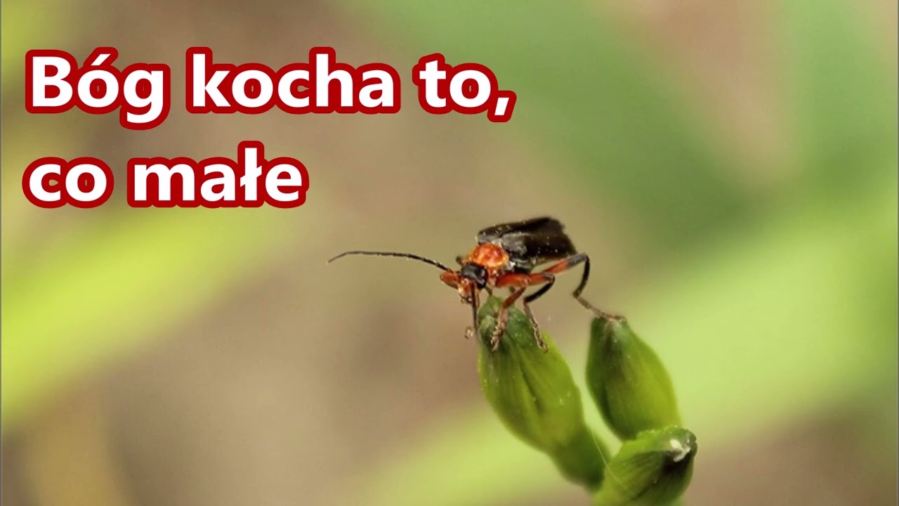 B&oacute;g kocha to, co małe