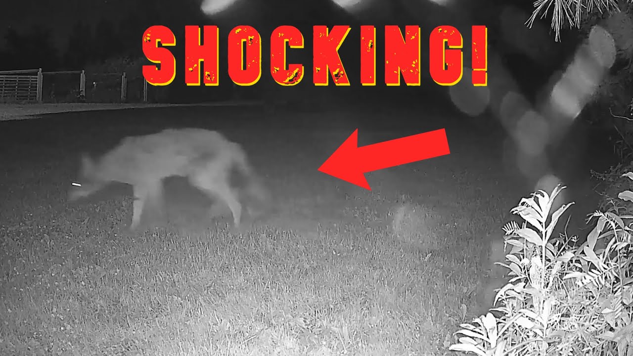 Shocking Discovery on the Trail Cam Footage!