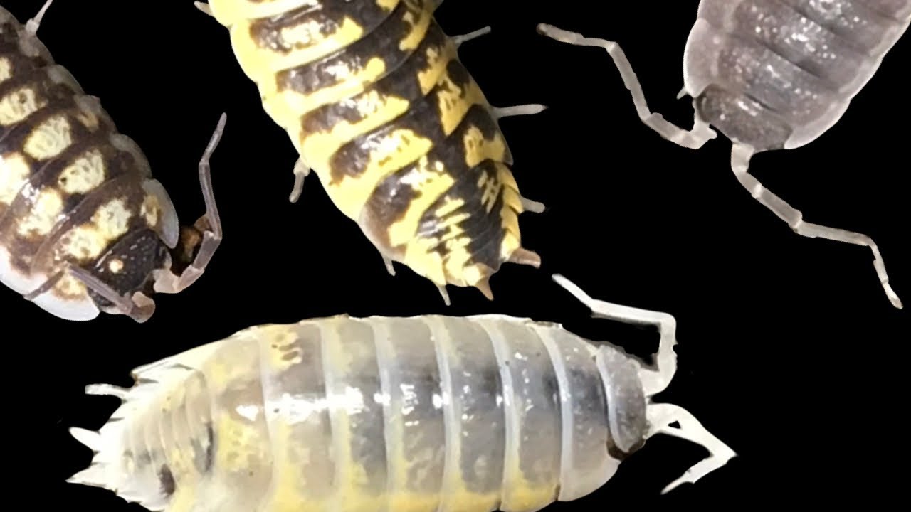 Porcellio ornatus Isopods: 4 Different Types