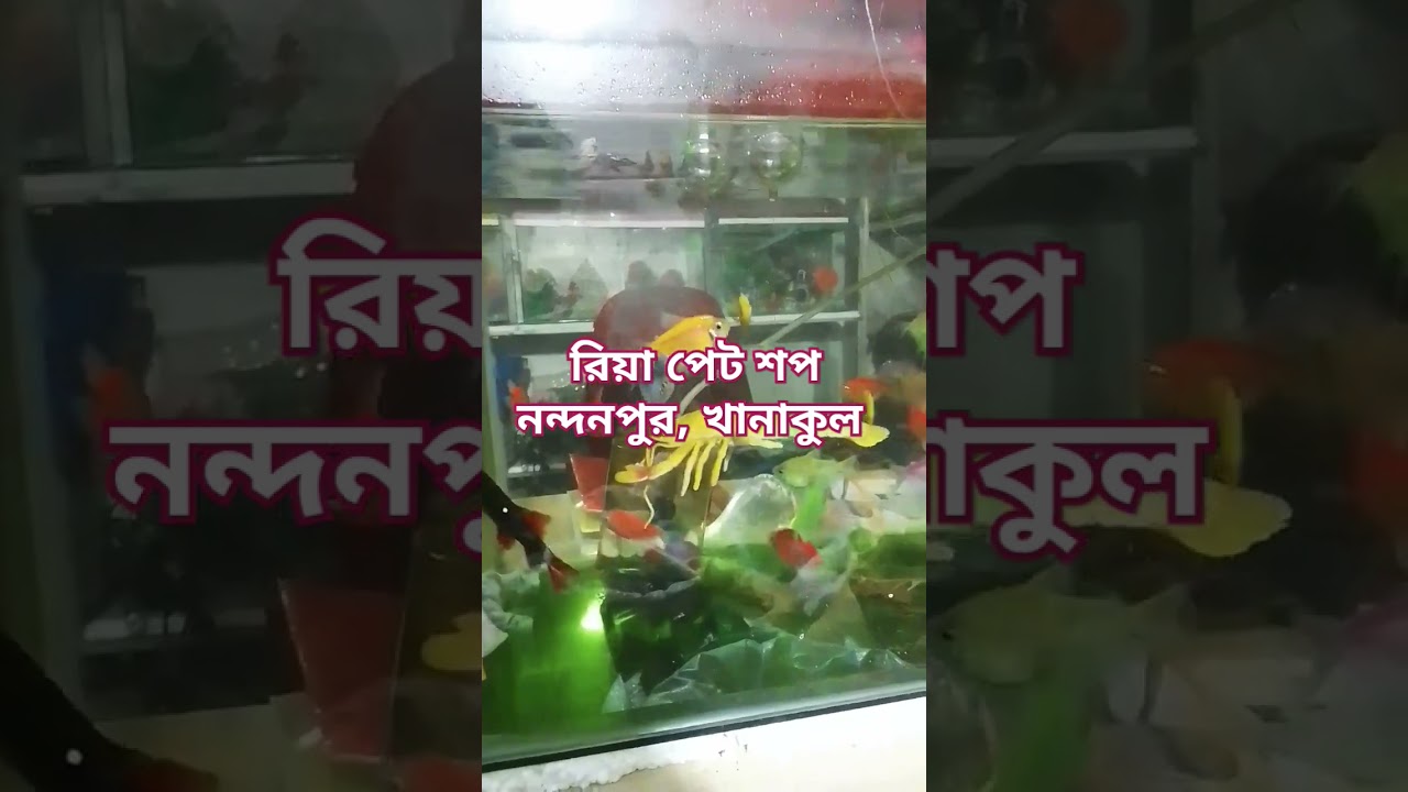 #riyapetshop