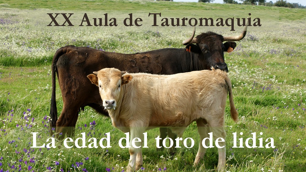 La edad del toro de lidia | XX Aula de Tauromaquia