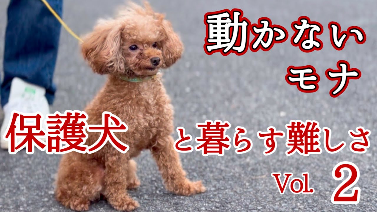 【保護犬】を迎えるということ繁殖引退犬の記録②#トイプードル 