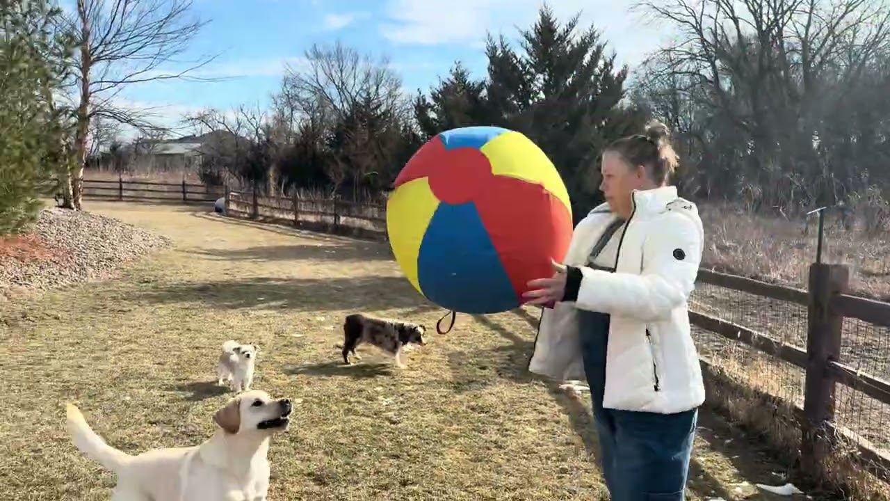 Colorful Herding Ball With Multiple Handles Auggie the Yellow Lab at The Mutt Master Mansion daycare