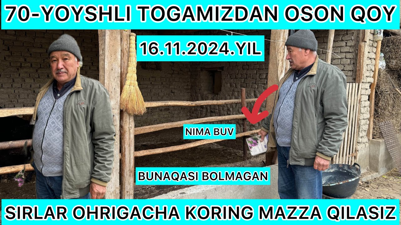 70.YOSHLI TOGAMIZDAN QOY BOQISH SIRLARI 15.YILLIK TAJRIBA OBUNA BOLING OHRIGACHA KORING